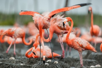 American Flamingos or Caribbean flamingos ( Phoenicopterus ruber ruber).  Colony of Great Flamingo the on nests.