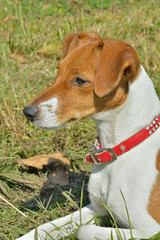 Parson Russell Terrier 1