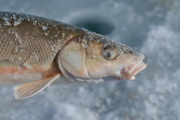 Fish (Leuciscus brandti) 10