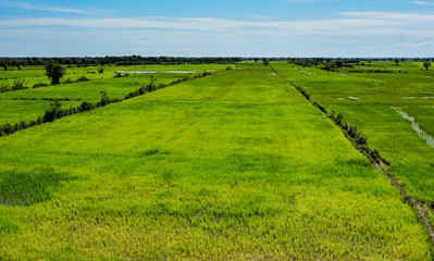 rice field