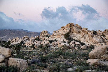 Silhouette of Joshua Tree in National park sunrise