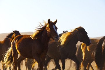 Herd of horse running in field © Blue Jean Images