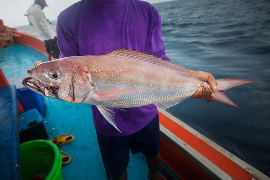 fisherman holding Rusty jobfish on the fishing boat