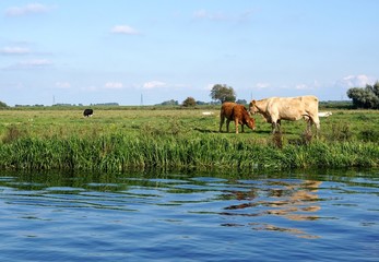 A Charolais cow mother nuzzles her red calf beside a riverbank in the Cambridgeshire fens