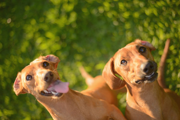 Two Happy Dogs