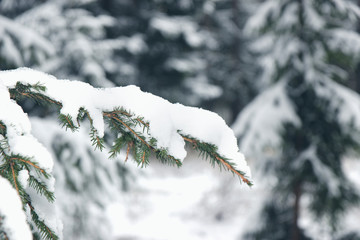 Winter spruce. Snow covered fir branch. Cold winter