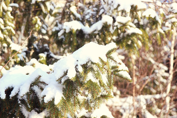 Winter spruce. Snow covered fir branch. Cold winter