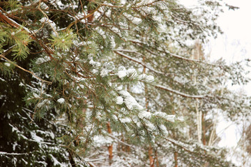 Winter spruce. Snow covered fir branch. Cold winter