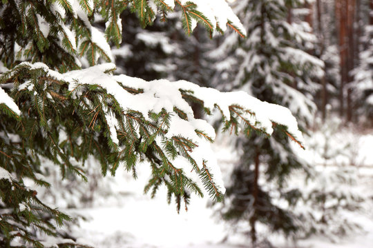 Fototapeta Winter spruce. Snow covered fir branch. Cold winter
