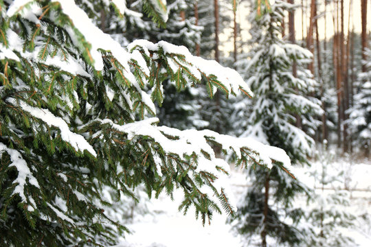 Fototapeta Winter spruce. Snow covered fir branch. Cold winter