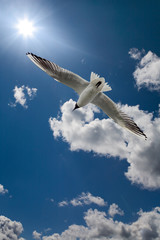 white gull in blue sky with sun