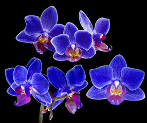 set of dark blue orchid flowers on black
