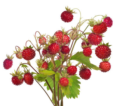 large bunch of red wild strawberries on white