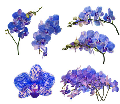 collection of orchid blossom in dark blue strips