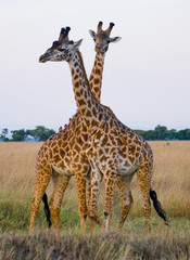 Two giraffes in savanna. Kenya. Tanzania. East Africa. An excellent illustration.
