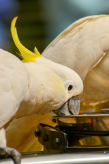  Parrot cockatoo.