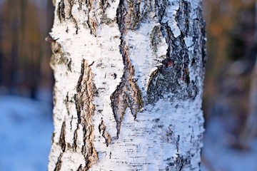 Birch bark
