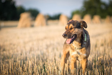 Dog on summer field
