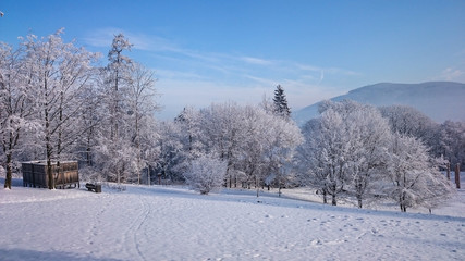 Winter trees in mountains covered with fresh snow