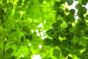 Fototapeta na wymiar Зеленая листва