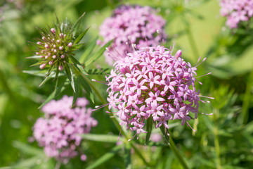 Flower Phuopsis stylosa