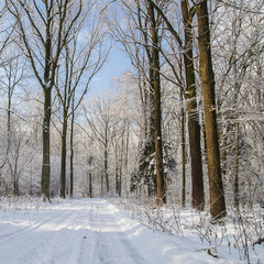 Forest in winter