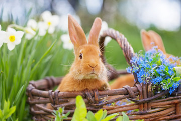 red rabbits outdoor