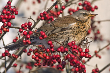 Fieldfare (Turdus pilaris) sitting of the hawthorn