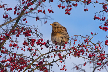 Fieldfare (Turdus pilaris) sitting of the hawthorn