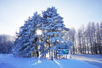 landscape in winter