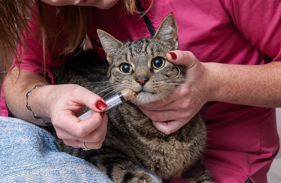 chenil, chaterie, les cabinets veterinaire donnent des soins au animaux, les nourissent avec des seringues,