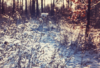 Winter meadow