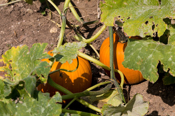 Two Pumpkins on a Vine