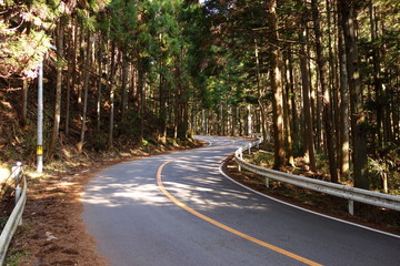 Obraz premium S-shaped corner of the forest of conifers
