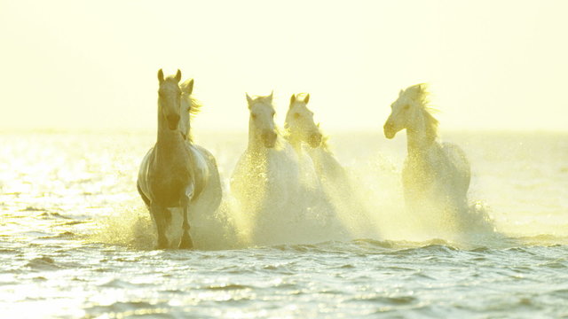 France Camargue horses sunrise running rider cowboy water 