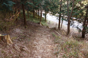Promenade in the woods