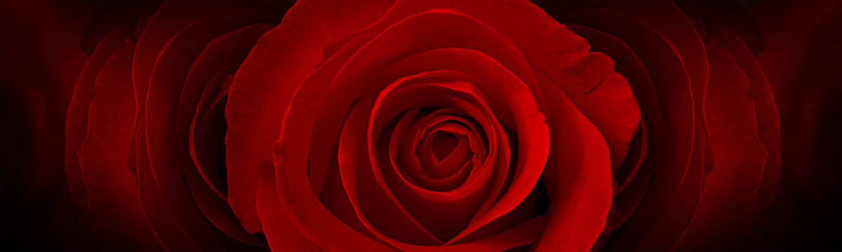 red roses flower background