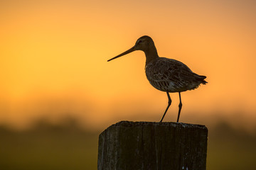 Black-tailed Godwit at orange sunset