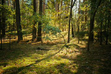 Old World War Trenches In Forest Since Second World War, Belarus