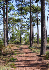 Nature trail for cycling and walking in Phu Kradueng national park in Loei, Thailand.