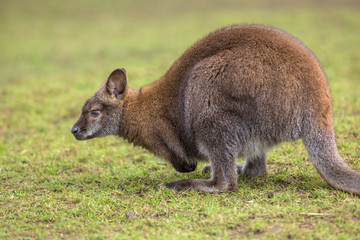 Foraging Bennet Wallaby
