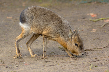 Patagonian mara