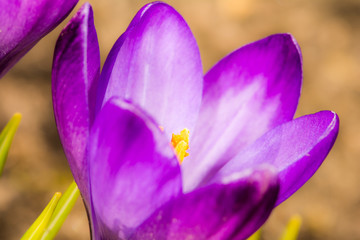 Purple Crocus Blossom