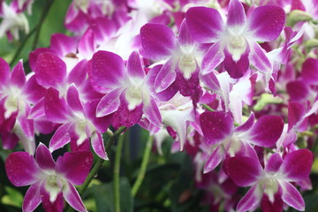 Fototapeta na wymiar Dendrobium Sonia orchid