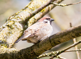 Sparrow sitting on a tree branch