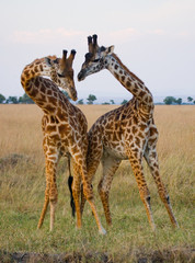 Two male giraffes fighting each other in the savannah. Kenya. Tanzania. East Africa. An excellent illustration.