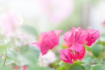 bougainvillea flower