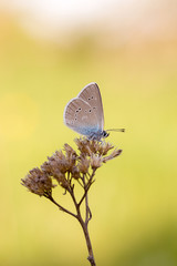 Голубянка на сухоцвете.