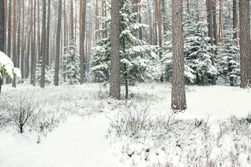 Winter forest with spruce covered snow. Frozen forest with snow. Winter beautiful forest
