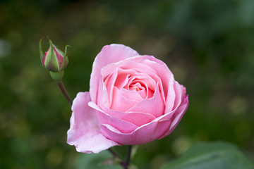 Rosafarbene Rose
